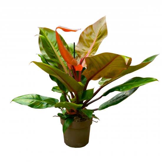 Filodendron, Philodendron Prince of Orange, průměr květináče 17 cm