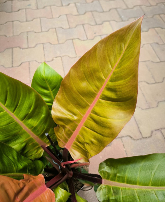 Filodendron, Philodendron Prince of Orange, průměr květináče 17 cm-28984
