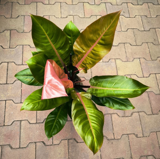 Filodendron, Philodendron Prince of Orange, průměr květináče 17 cm-28986