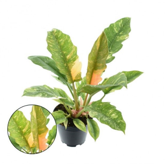 Filodendron, Philodendron Ring of Fire, průměr květináče 14 cm
