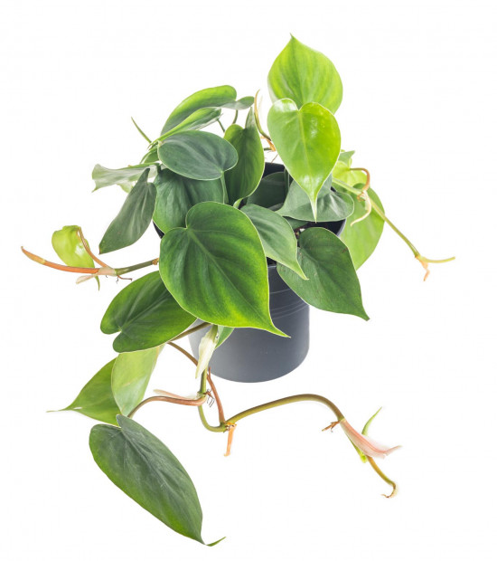 Filodendron, Philodendron Scandes, průměr květináče 13 cm-7387