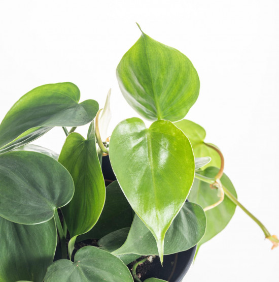 Filodendron, Philodendron Scandes, průměr květináče 13 cm-7388