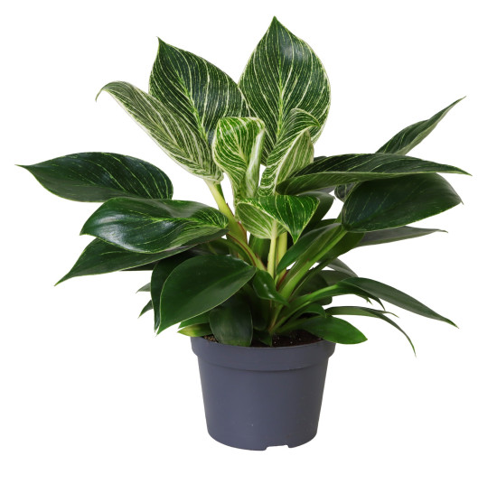 Filodendron, Philodendron White Measure, průměr květináče 11 cm