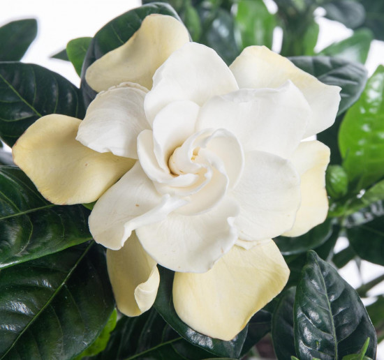 Gardénie jasmínovitá, Gardenia jasminoides, bílá-20930