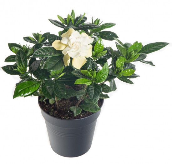 Gardénie jasmínovitá, Gardenia jasminoides, bílá-20931