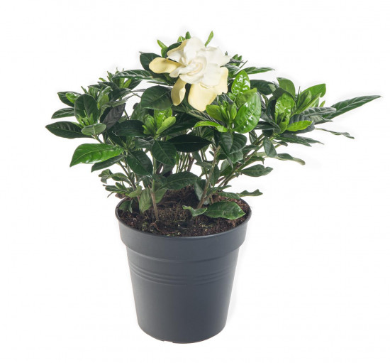 Gardénie jasmínovitá, Gardenia jasminoides, bílá-20932