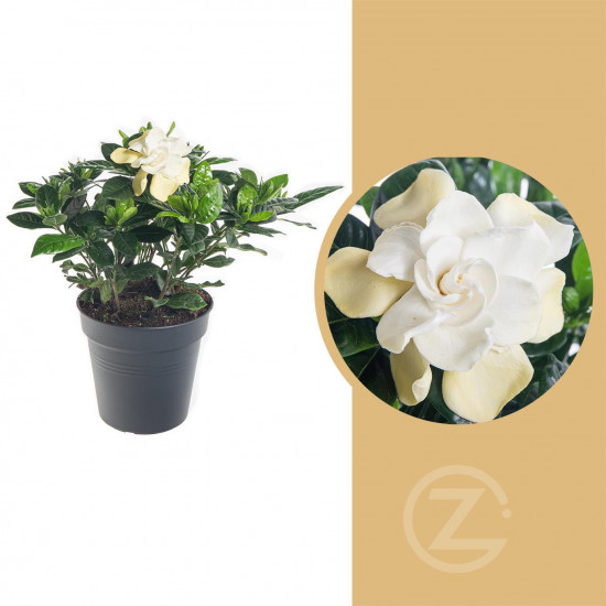 Gardénie jasmínovitá, Gardenia jasminoides, bílá