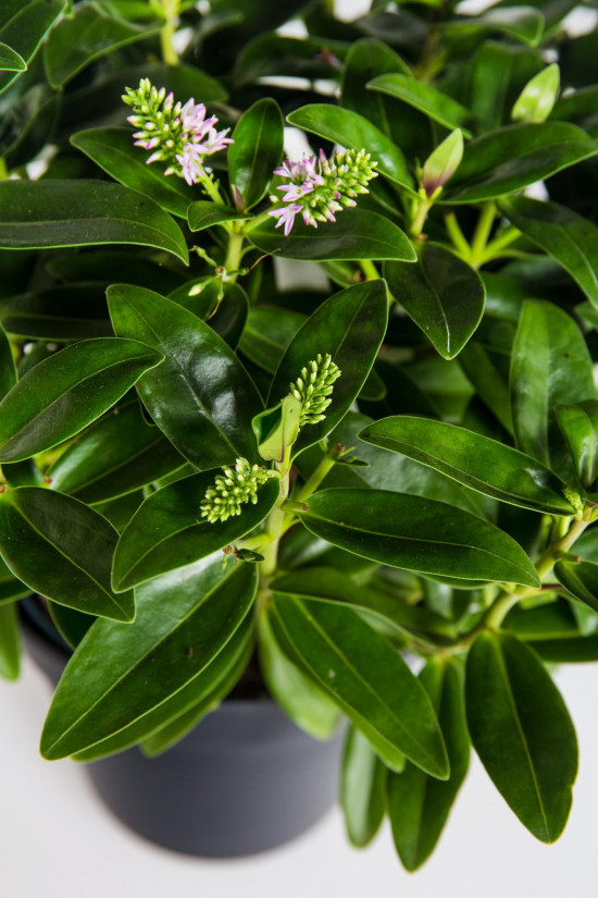 Hebe Addenda, Rozrazilec Green Leaf, velikost kontejneru 1.5 l-22227