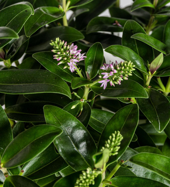 Hebe Addenda, Rozrazilec Green Leaf, velikost kontejneru 1.5 l-22228