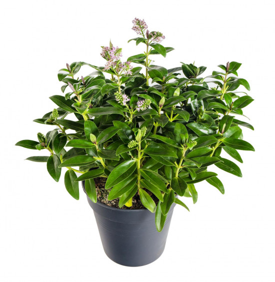 Hebe Addenda, Rozrazilec Green Leaf, velikost kontejneru 1.5 l-22229