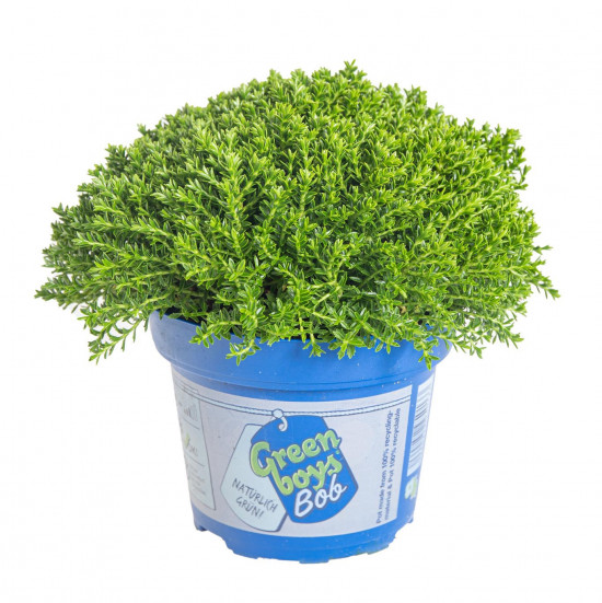 Hebe Bob, Rozrazilec Green Boys, průměr květináče 12 - 13 cm-13063