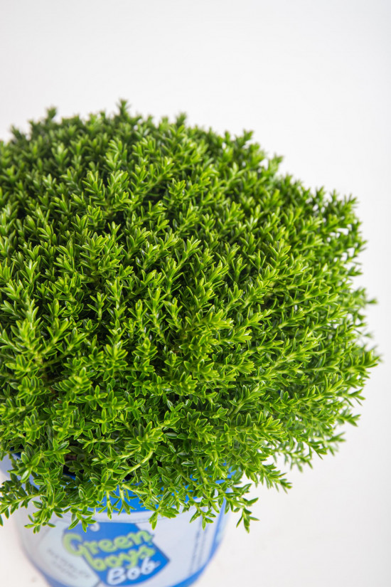 Hebe Bob, Rozrazilec Green Boys, průměr květináče 12 - 13 cm-13064