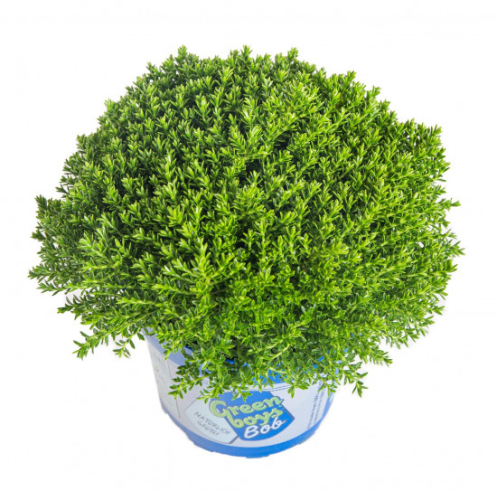 Hebe Bob, Rozrazilec Green Boys, průměr květináče 12 - 13 cm-13065