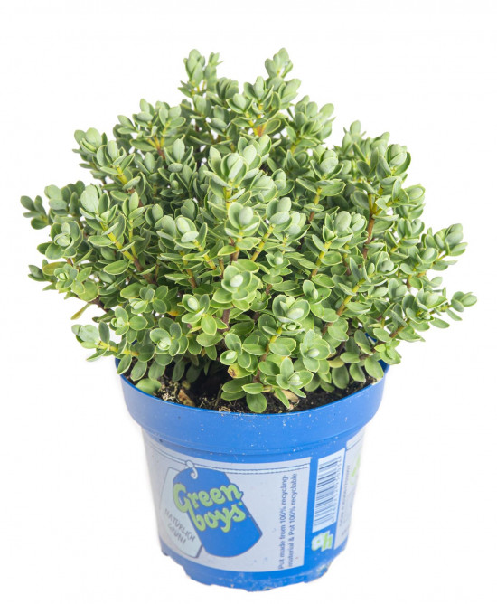Hebe Jimmy, Rozrazilec Green Boys, průměr květináče 12 - 13 cm-13072