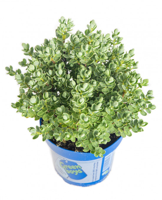 Hebe Jimmy, Rozrazilec Green Boys, průměr květináče 12 - 13 cm-13075