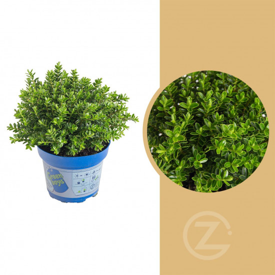 Hebe Joe, Rozrazilec Green Boys, průměr květináče 12 - 13 cm