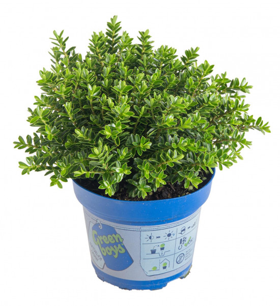Hebe Joe, Rozrazilec Green Boys, průměr květináče 12 - 13 cm-13083
