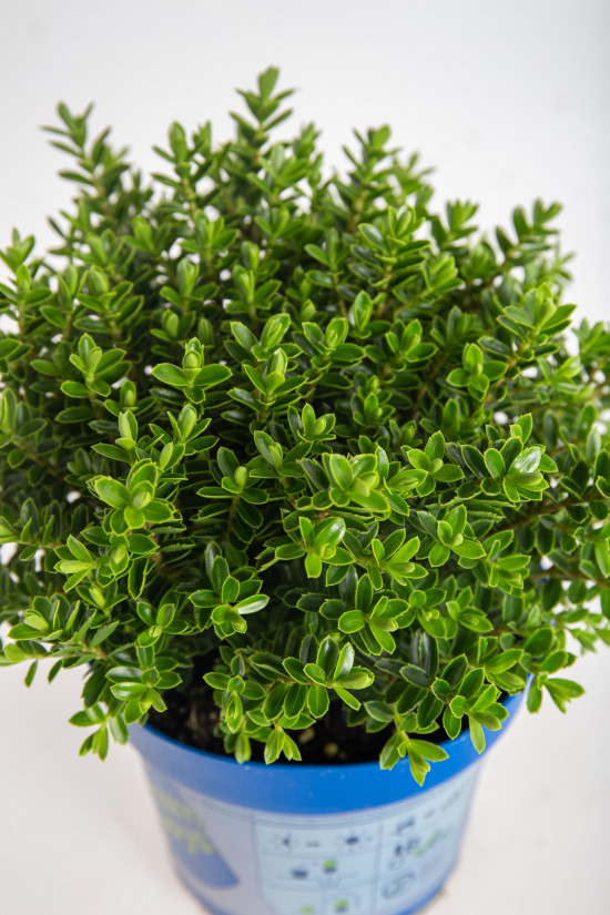 Hebe Joe, Rozrazilec Green Boys, průměr květináče 12 - 13 cm-13085