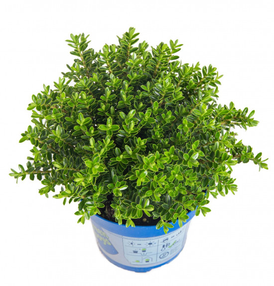 Hebe Joe, Rozrazilec Green Boys, průměr květináče 12 - 13 cm-13086