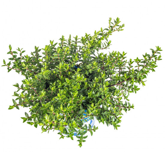 Hebe John, Rozrazilec Green Boys, průměr květináče 12 - 13 cm-13332