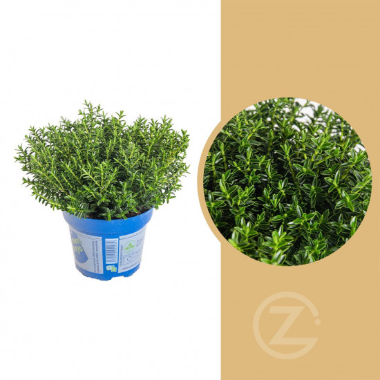 Hebe Paul, Rozrazilec Green Boys, průměr květináče 12 - 13 cm
