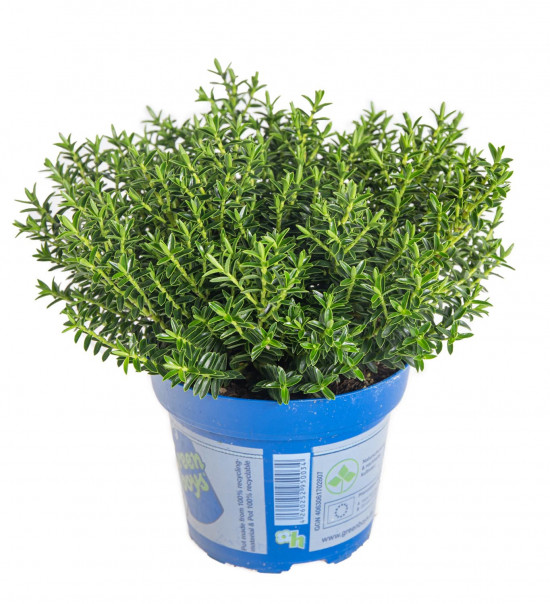 Hebe Paul, Rozrazilec Green Boys, průměr květináče 12 - 13 cm-13077