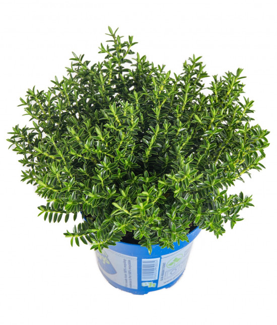 Hebe Paul, Rozrazilec Green Boys, průměr květináče 12 - 13 cm-13081