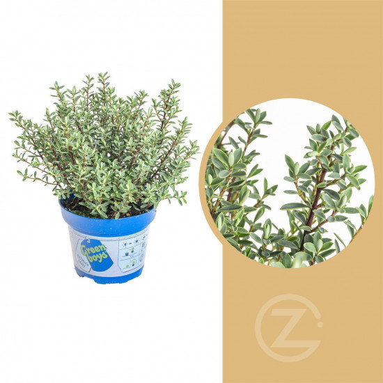 Hebe Ray, Rozrazilec Green Boys, průměr květináče 12 - 13 cm