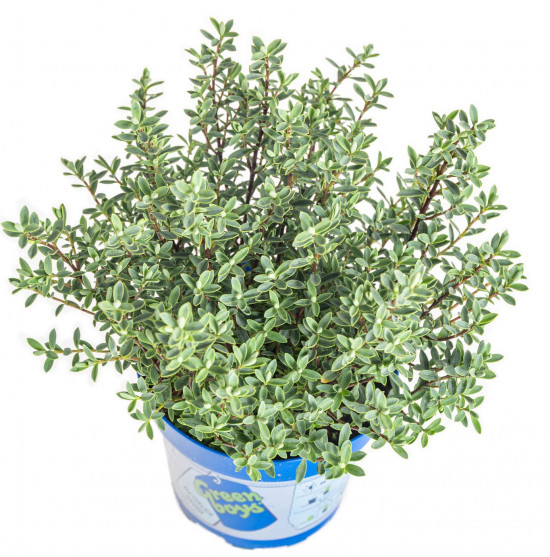 Hebe Ray, Rozrazilec Green Boys, průměr květináče 12 - 13 cm-13323