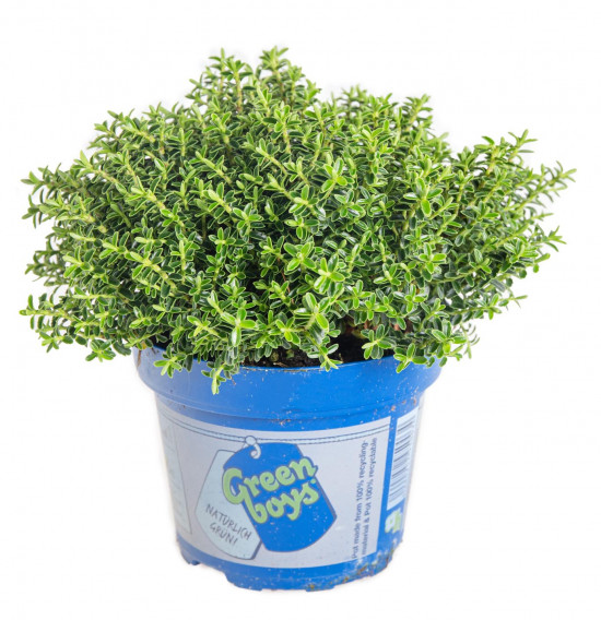 Hebe Sam, Rozrazilec Green Boys, průměr květináče 12 - 13 cm-13340