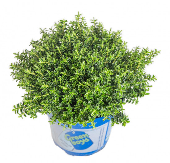 Hebe Sam, Rozrazilec Green Boys, průměr květináče 12 - 13 cm-13343