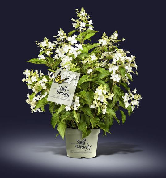 Hortenzie latnatá, Hydrangea paniculata Butterfly, bílá, velikost kontejneru 5 l-24083