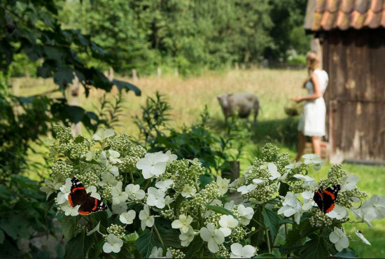 Hortenzie latnatá, Hydrangea paniculata Butterfly, bílá, velikost kontejneru 5 l-24084