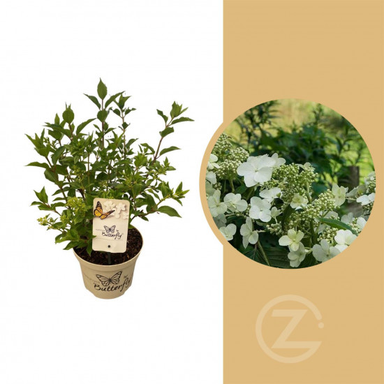 Hortenzie latnatá, Hydrangea paniculata Butterfly, bílá, velikost kontejneru 5 l