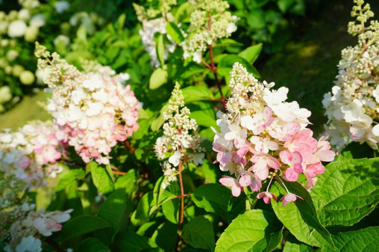Hortenzie latnatá, Hydrangea paniculata Pinky Winky, bílo - růžová , velikost kontejneru 10 l