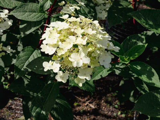 Hortenzie latnatá, Hydrangea paniculata Wim's Red, bílo - červená, kontejner 4 l