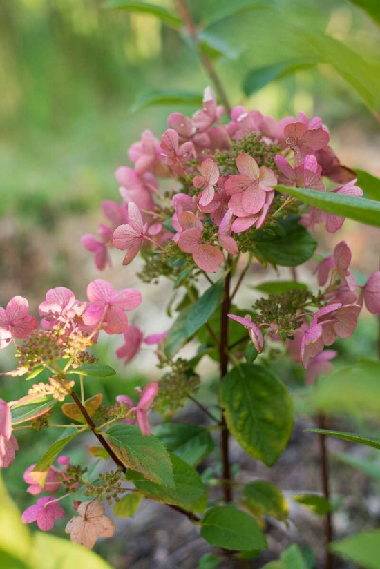 Hortenzie latnatá, Hydrangea paniculata Wim's Red, bílo - červená, kontejner 4 l-27360