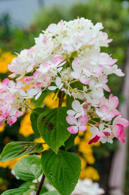 Hortenzie latnatá, Hydrangea paniculata Wim's Red, bílo - červená, kontejner 4 l-27361