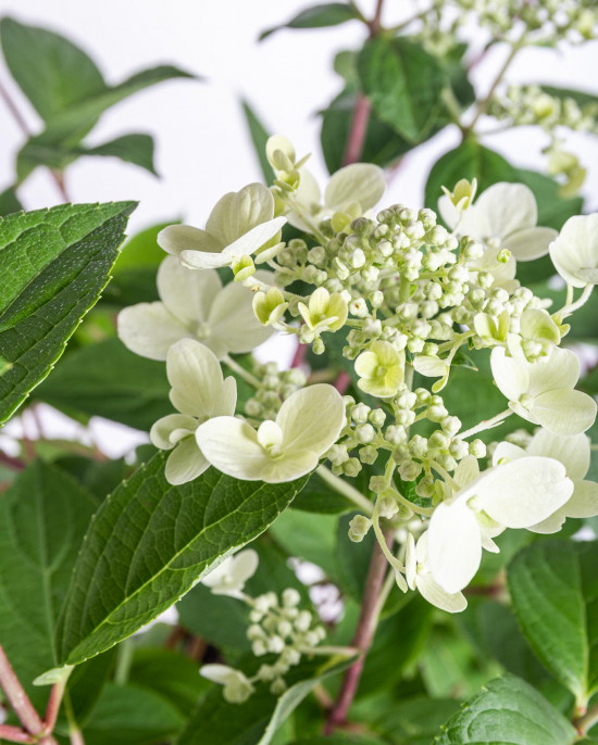 Hortenzie latnatá, Hydrangea paniculata Wim's Red, bílo - červená-11053