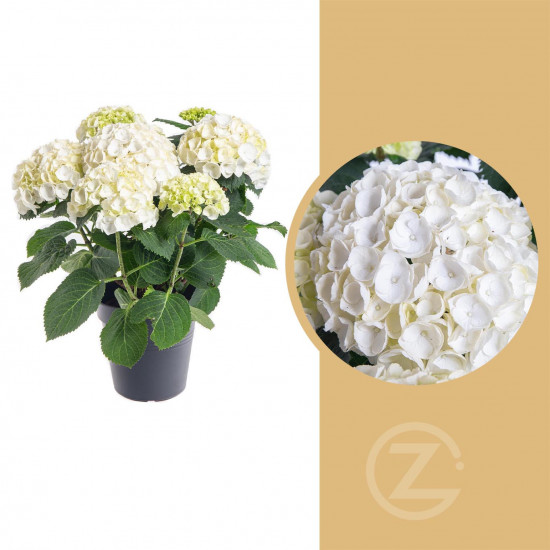 Hortenzie velkolistá, Hydrangea macrophylla, bílá, průměr květináče 14 - 15 cm
