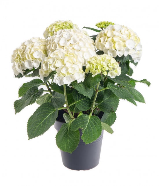 Hortenzie velkolistá, Hydrangea macrophylla, bílá, průměr květináče 14 - 15 cm-10184