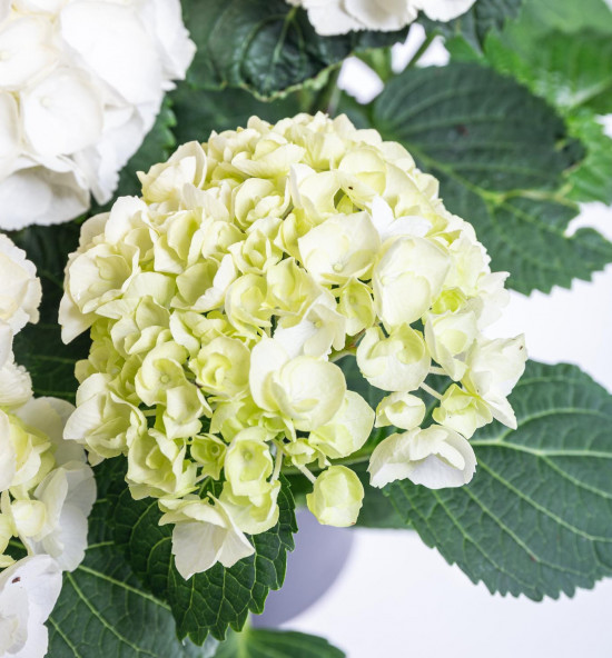 Hortenzie velkolistá, Hydrangea macrophylla, bílá, průměr květináče 14 - 15 cm-10185