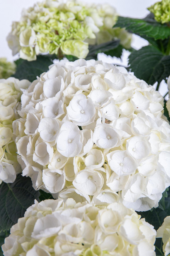 Hortenzie velkolistá, Hydrangea macrophylla, bílá, průměr květináče 14 - 15 cm-10186