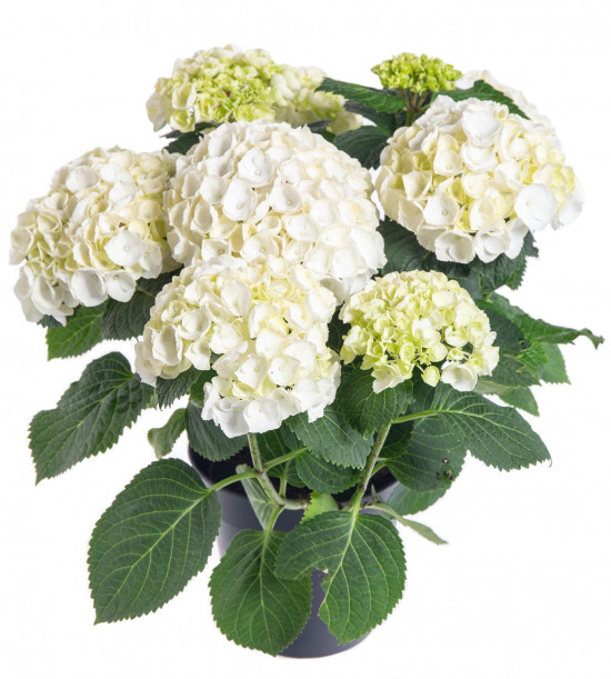 Hortenzie velkolistá, Hydrangea macrophylla, bílá, průměr květináče 14 - 15 cm-10187