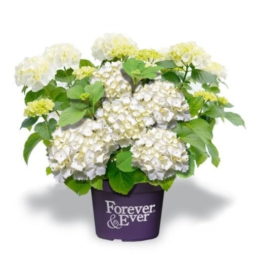 Hortenzie velkolistá, Hydrangea macrophylla Forever & Ever, bílá