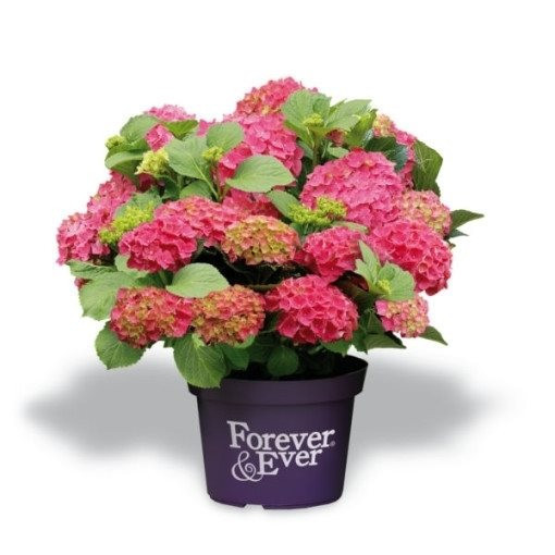 Hortenzie velkolistá, Hydrangea macrophylla Forever & Ever, červená