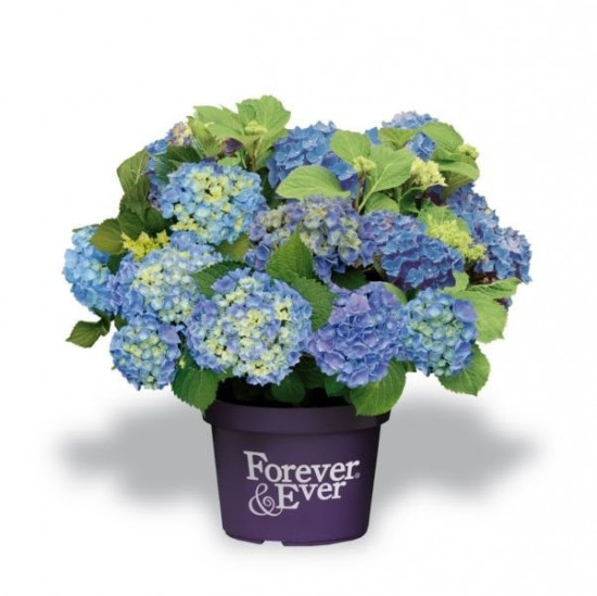 Hortenzie velkolistá, Hydrangea macrophylla Forever & Ever, modrá