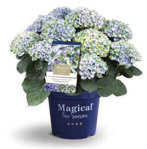 Hortenzie velkolistá, Hydrangea macrophylla Magical Revolution, modrá, velikost kontejneru 5 l
