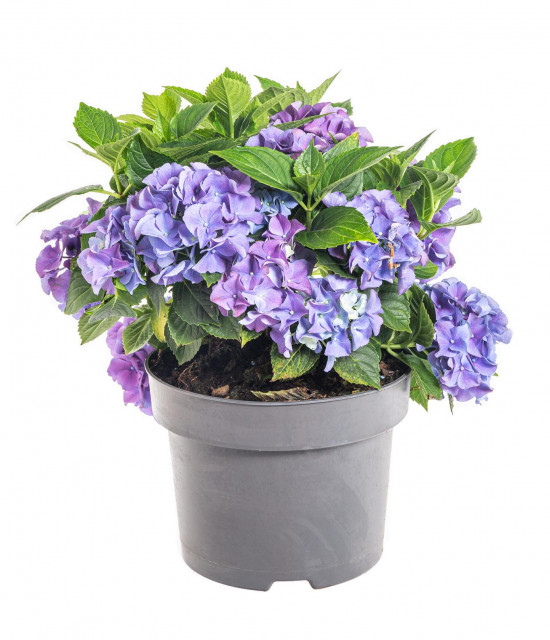 Hortenzie velkolistá, Hydrangea macrophylla, modrá, velikost kontejneru 5 l-10373