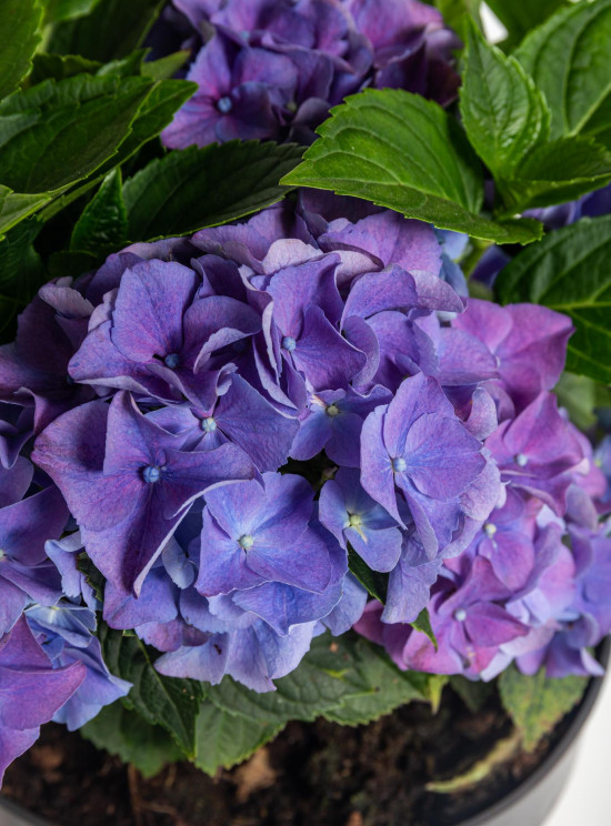 Hortenzie velkolistá, Hydrangea macrophylla, modrá, velikost kontejneru 5 l-10374